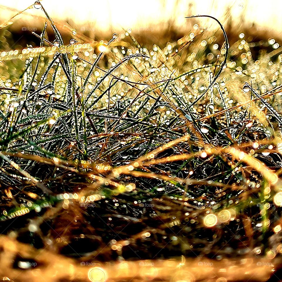 Dew on the grass