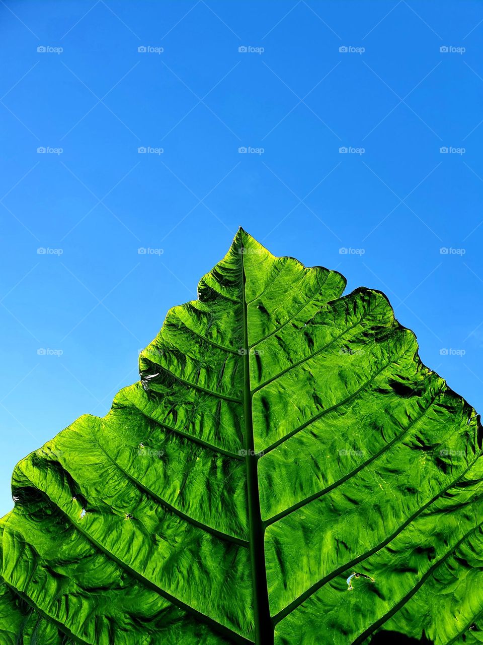 Leaf