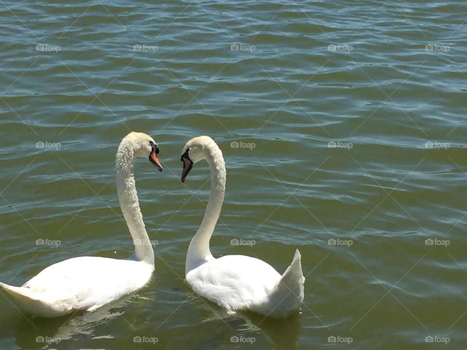 Love. Swans making a heart
