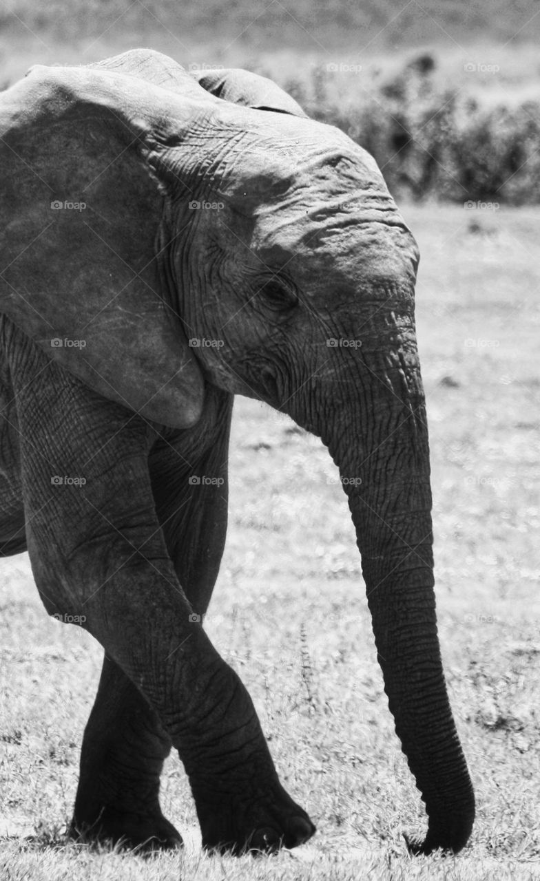 young elephant alone