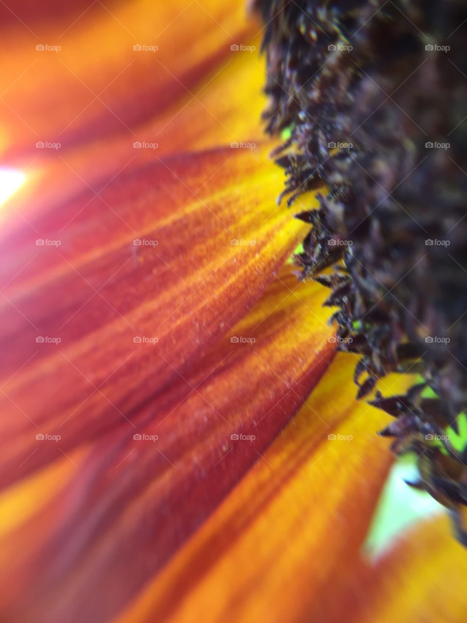 Sunflower closeup