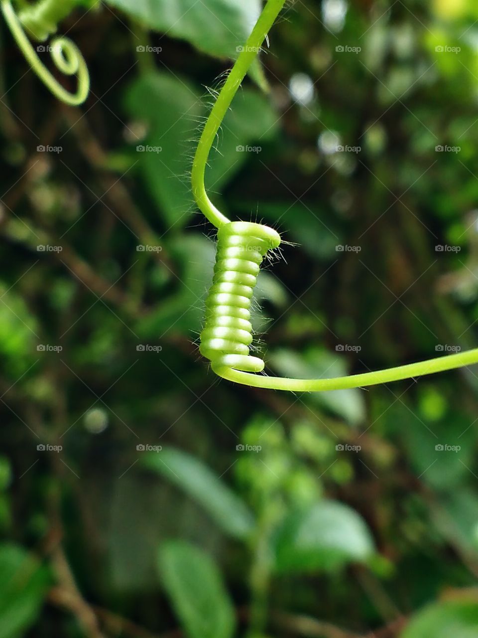 tendrils