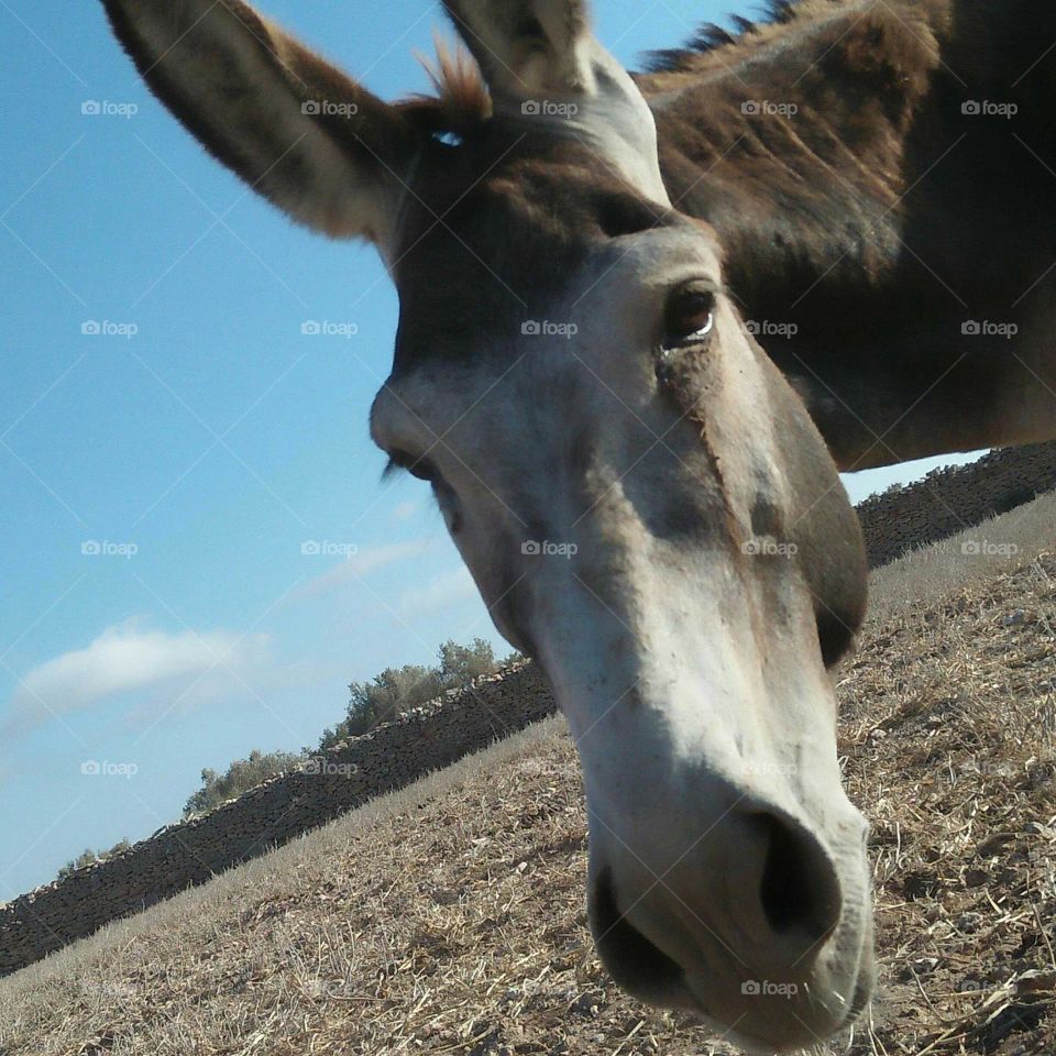 Head of donkey.