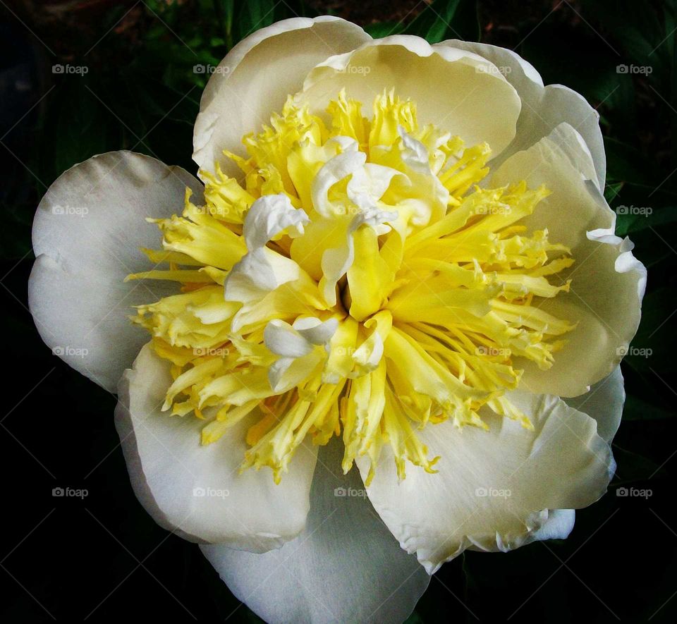 Spring Peony from Garden