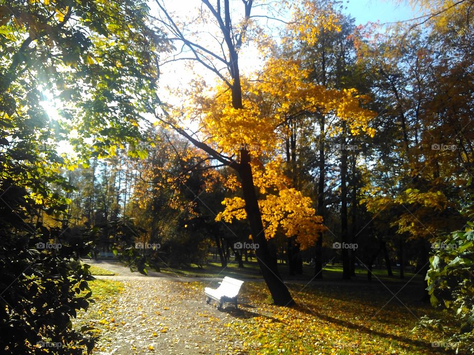 Fall, Leaf, Tree, Park, Season