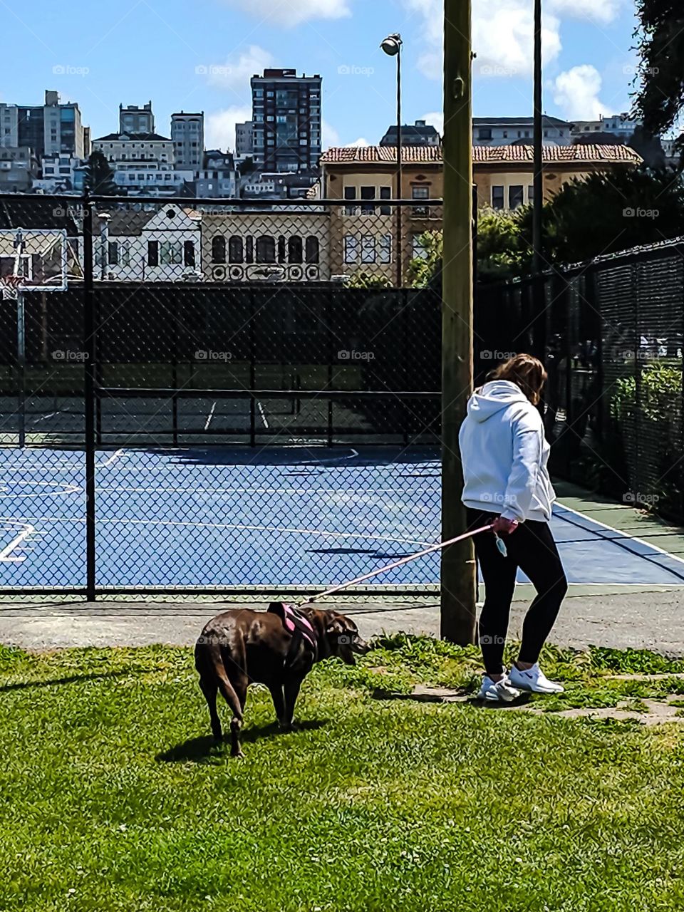Talking the dog for a walk in the park on the lush green grass on a sunny afternoon 