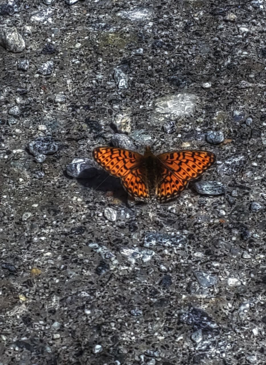 butterfly on the ground