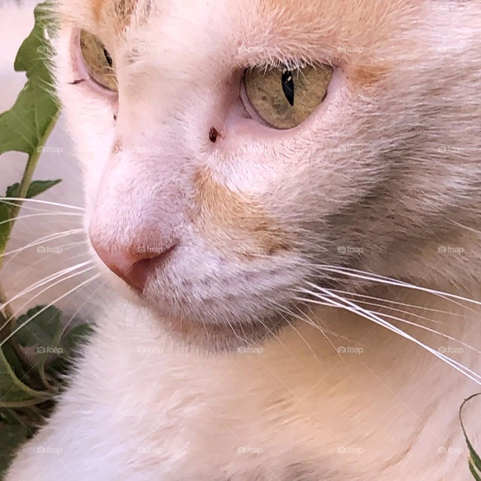 Beautiful cat looking at camera 