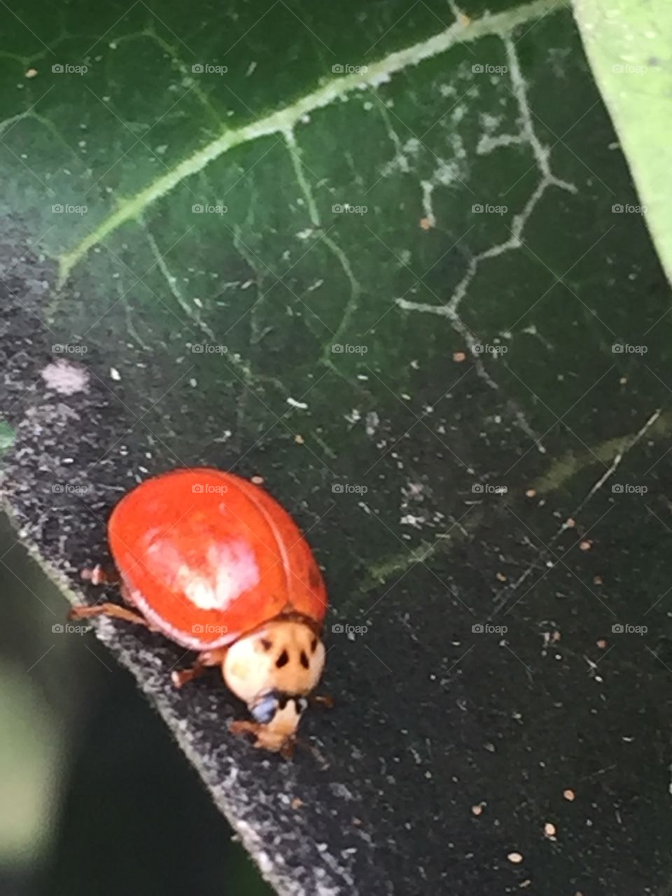 Ladybug 