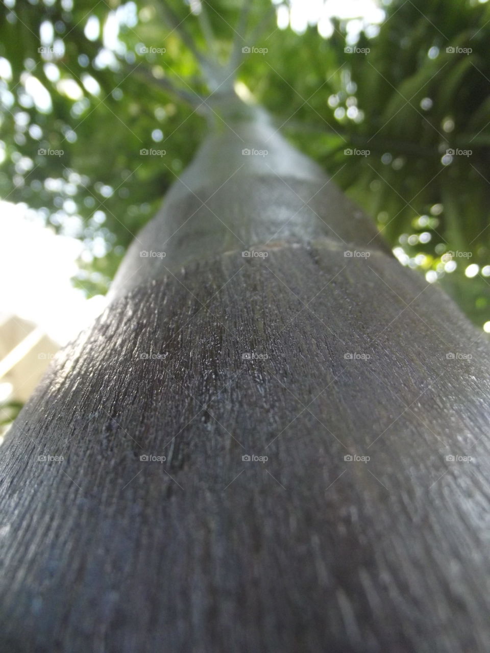 Wet Tree Trunk