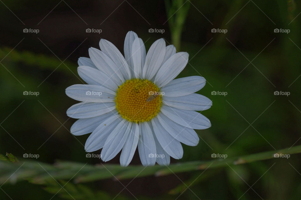 flower macro blume by jessyblue