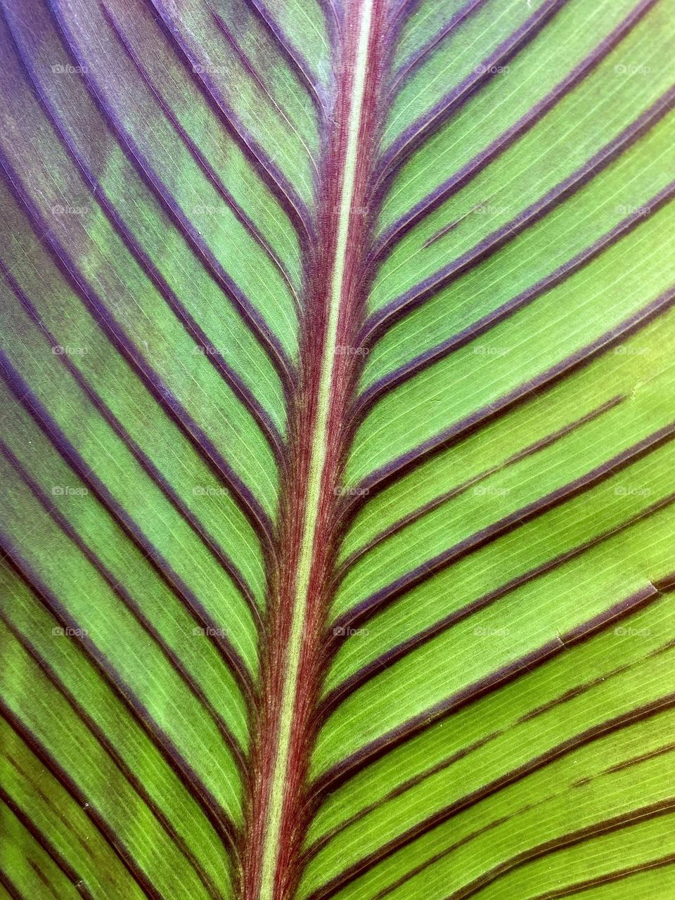 Leaf spine