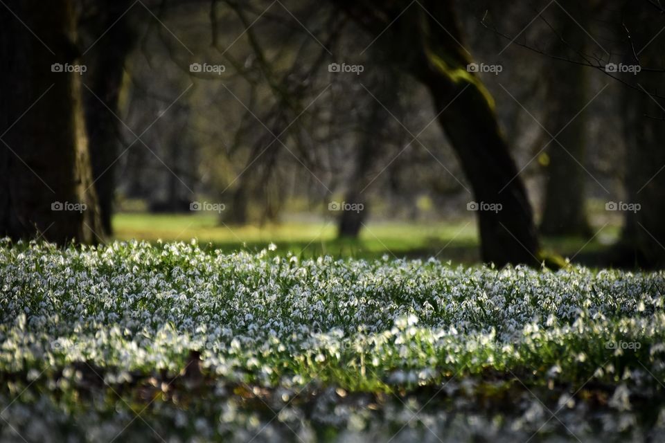 Close-up of plants in garden