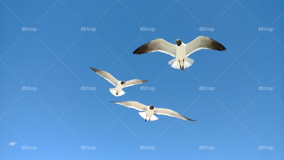 Sea gulls in mid flight with a clear blue sky