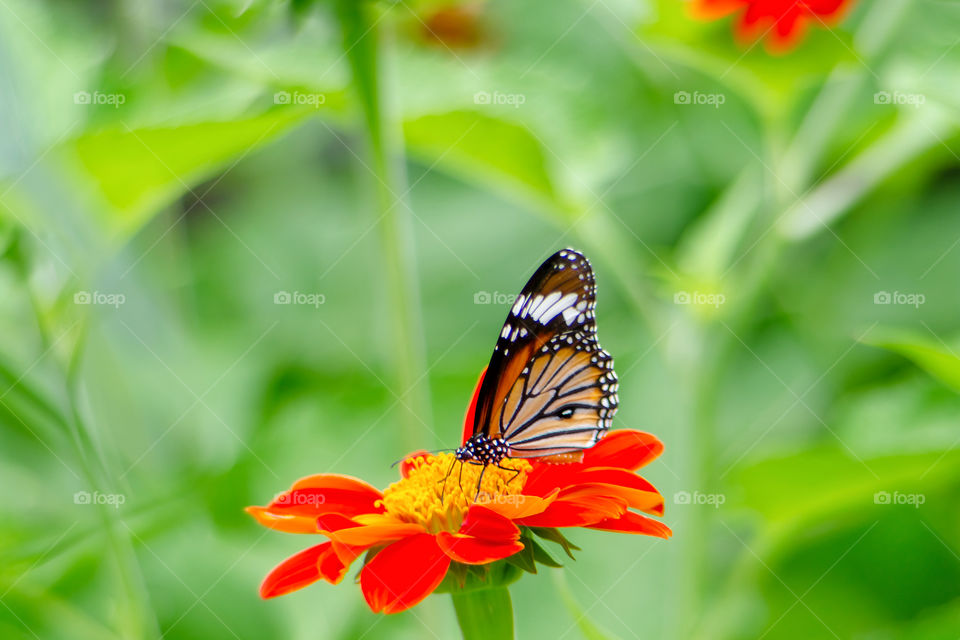 A beautiful Pattern tiger butterfly is attracting pollen in a flower garden on a green tree backdrop
