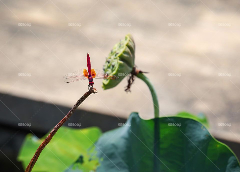 蜻蜓与莲蓬