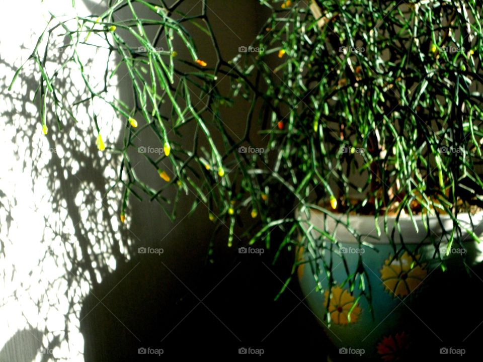 house plants and shadows beautiful texture background