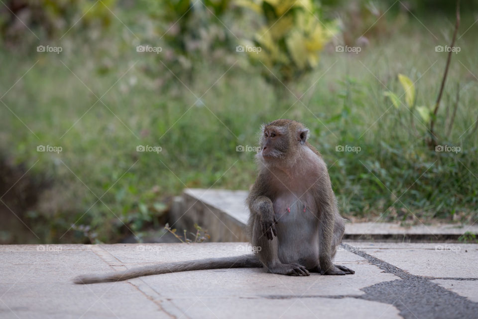 Monkey looking for something 