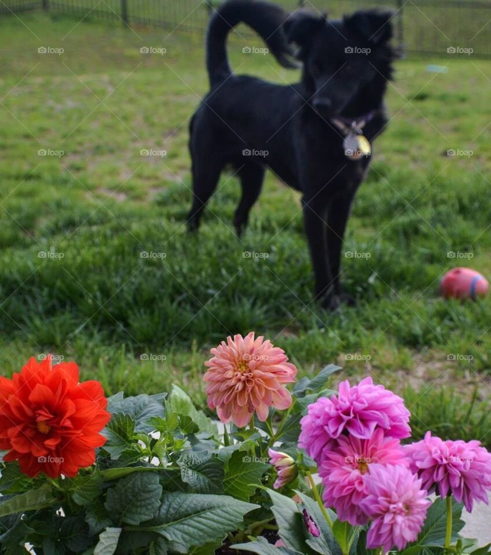 Pooch and Flowers