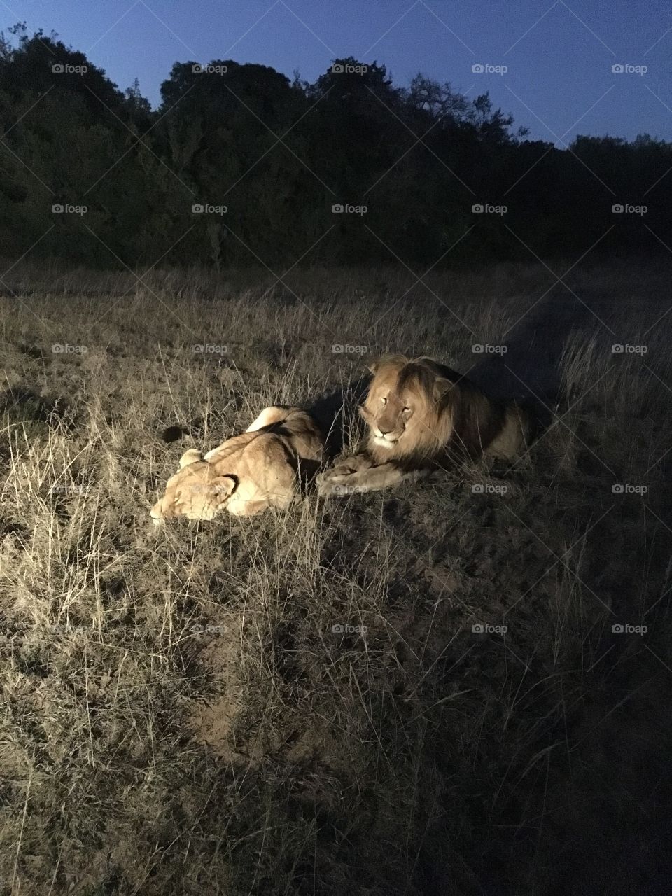 Lion photography savanna Africa 