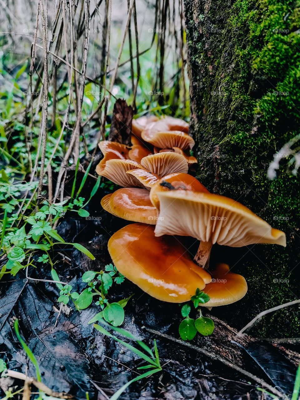 Orange cap winter mushrooms Flammulina velutipes growing behind the tree in the green grass in forest