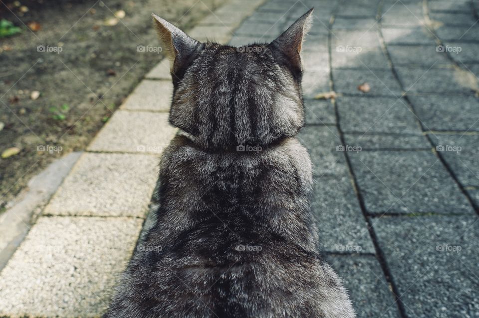 Back view of tabby cat