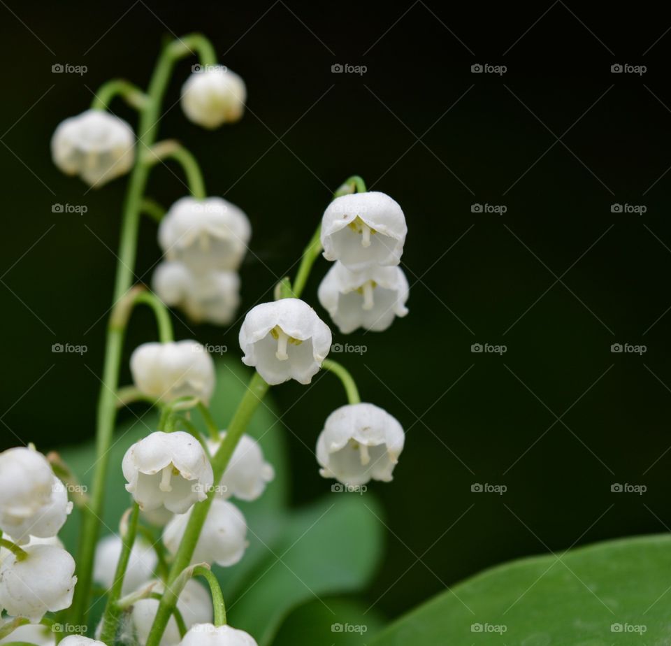 gentle beautiful flowers Lilly of the valley macro