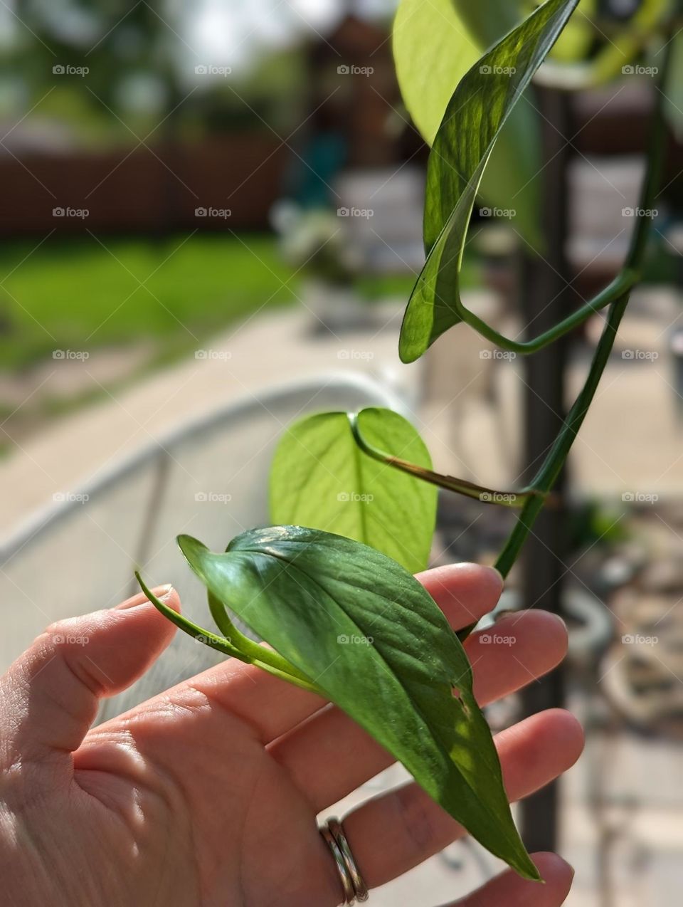 hanging golden pothos plant with new growth shown in a woman's hand spring plants houseplants green leaves outdoor plant