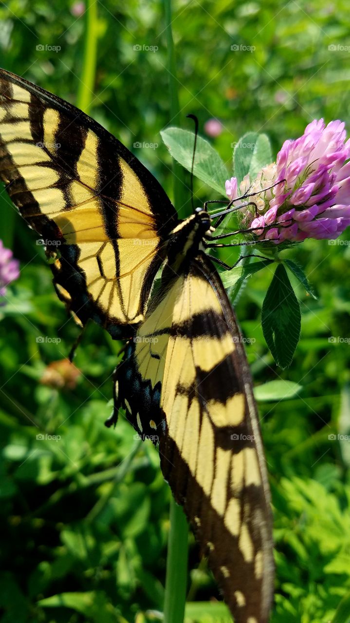 Butterfly, Nature, Insect, Summer, Wing