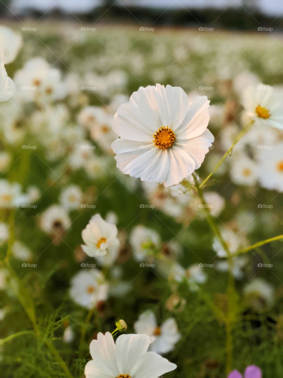 Daisies under the sunset