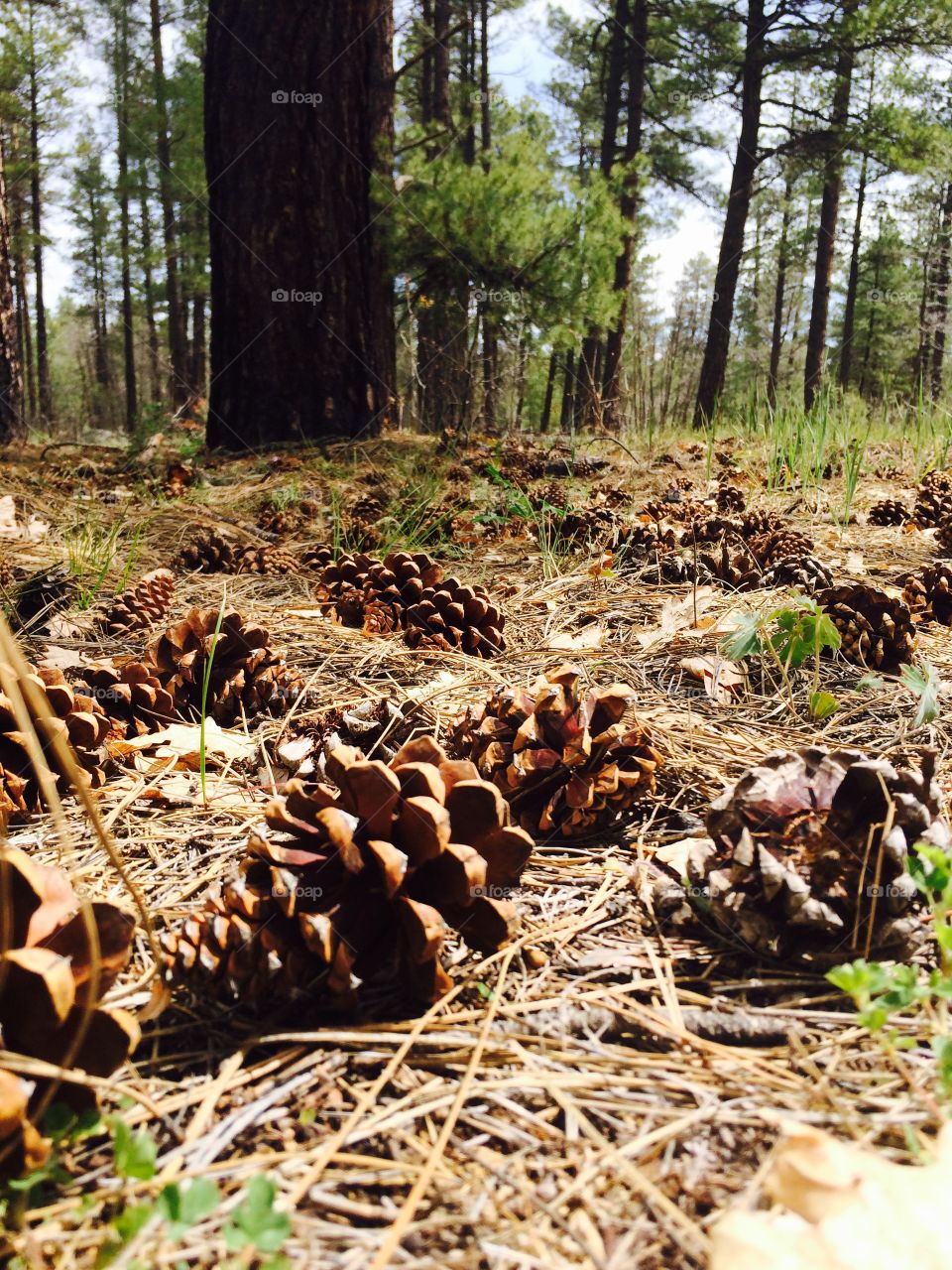 Pine cone on dry twigs