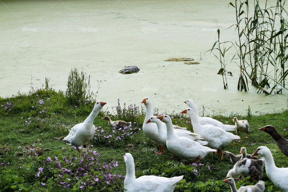 A family of geese is resting on the lake shore 