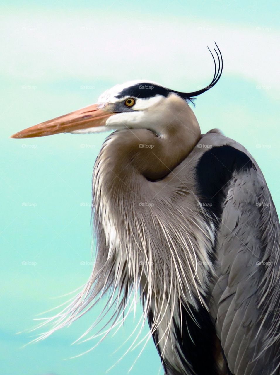 Heron at Lover's Key