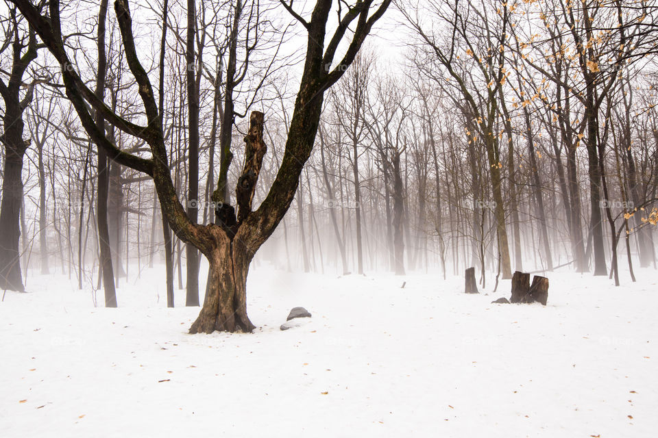 Beautiful tree in a fog covered forest White winter landscape background 