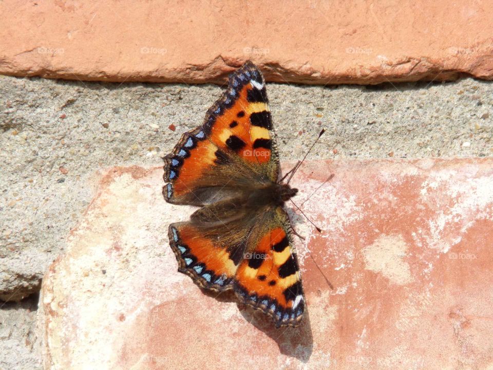 Schmetterling an Hauswand