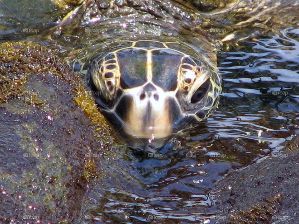 Sea turtle