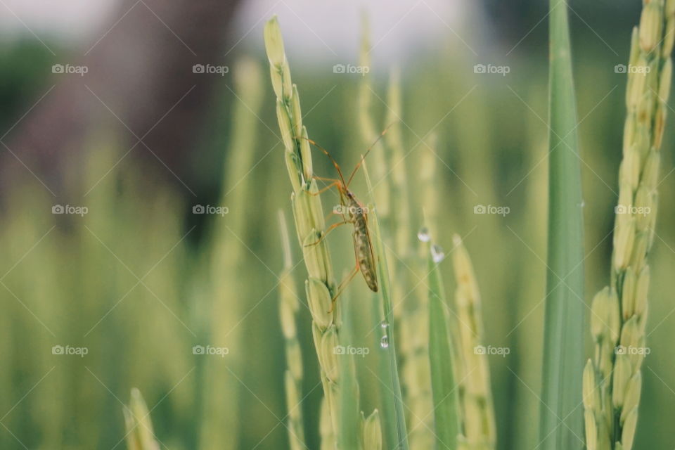 A pest attacks the rice plant.