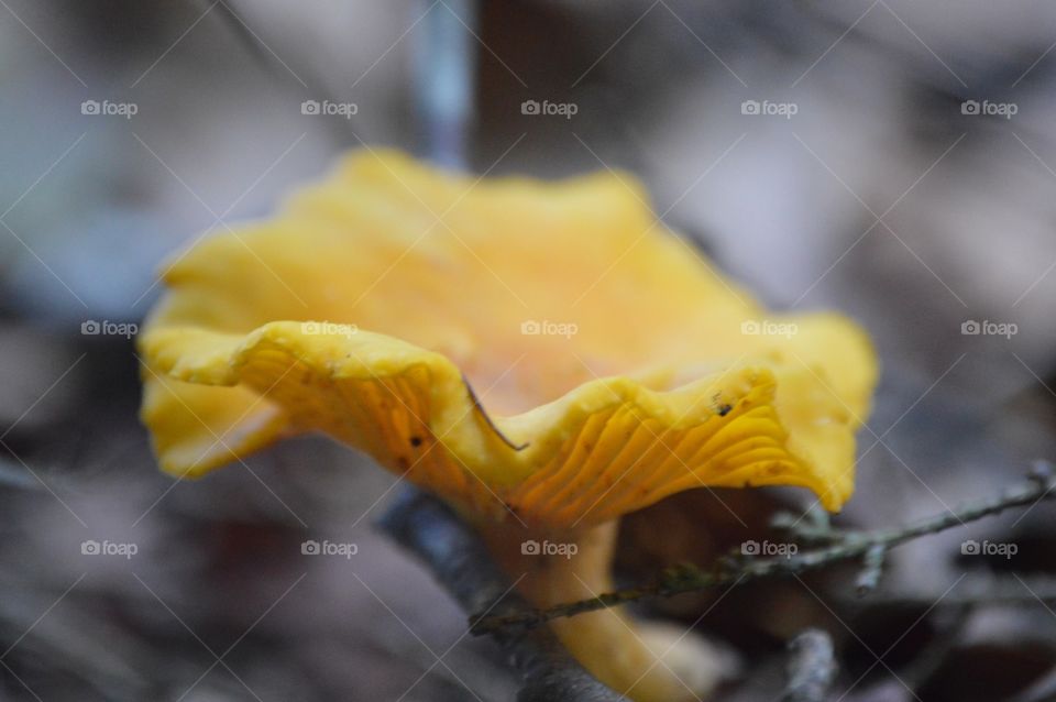 I am the lover of uncontained and immortal beauty. -Ralph Waldo Emerson 💛🍄💛🍁💛🍂💛