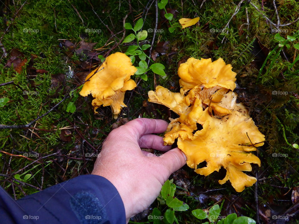 Picking chanterelles 