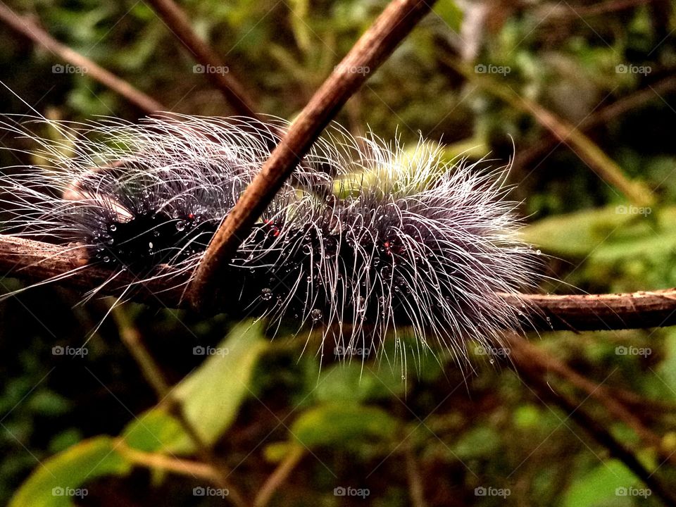 worm become butterfly