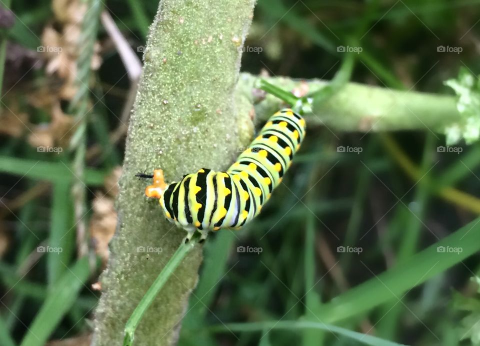 Black swallowtail Caterpillar close up yellow and black insect bug in wild on plants 