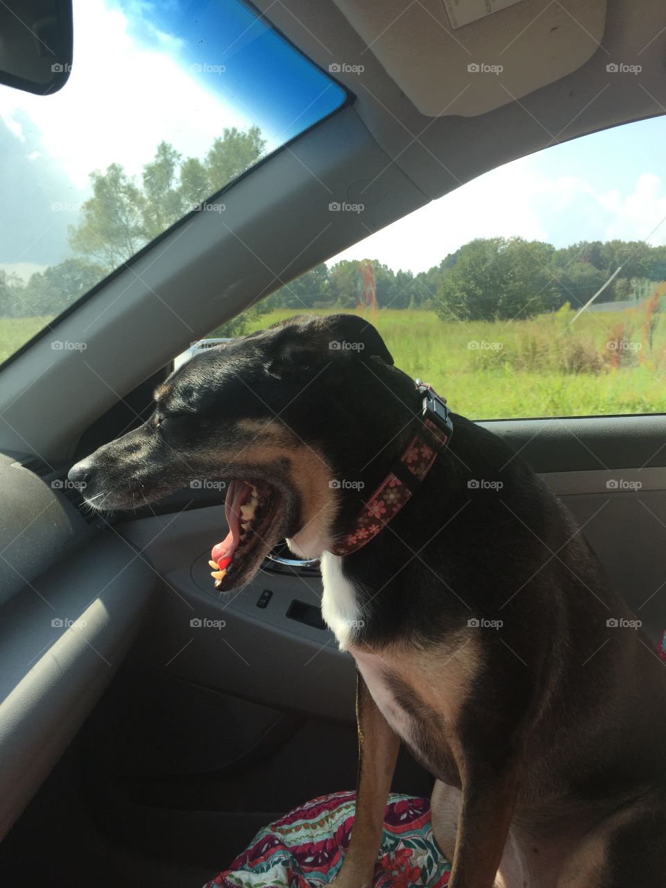 She loves going for a ride but it sure does make her sleepy!