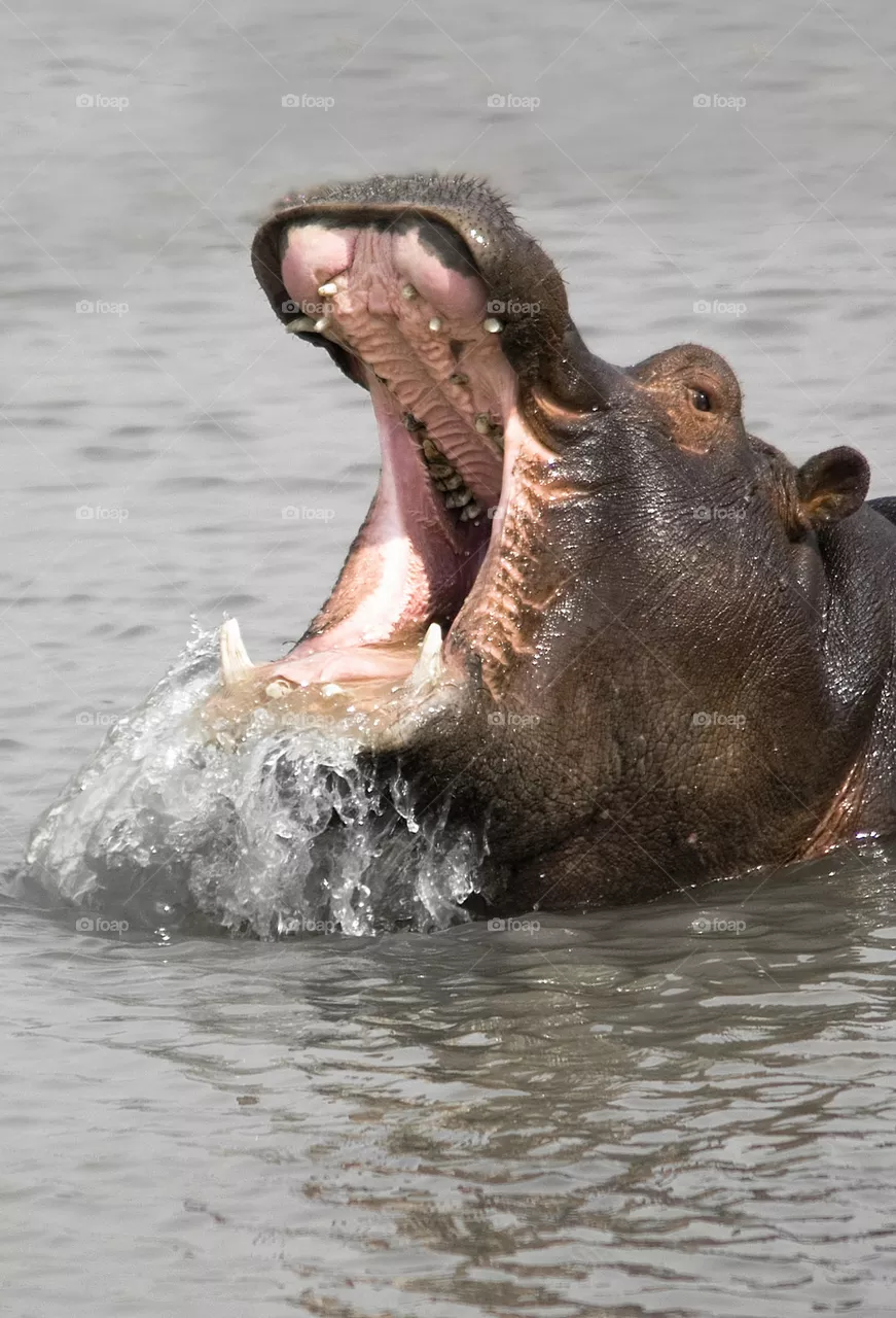 Hippo
