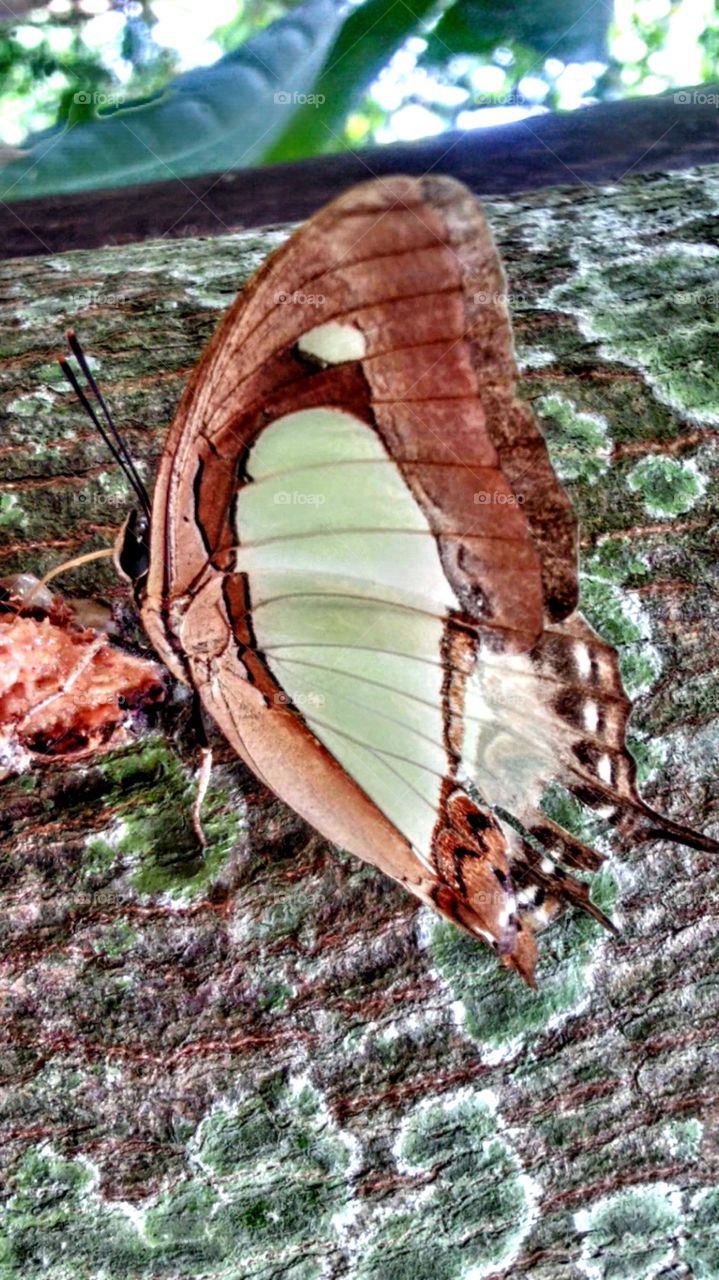 Butterfly perched on a tree