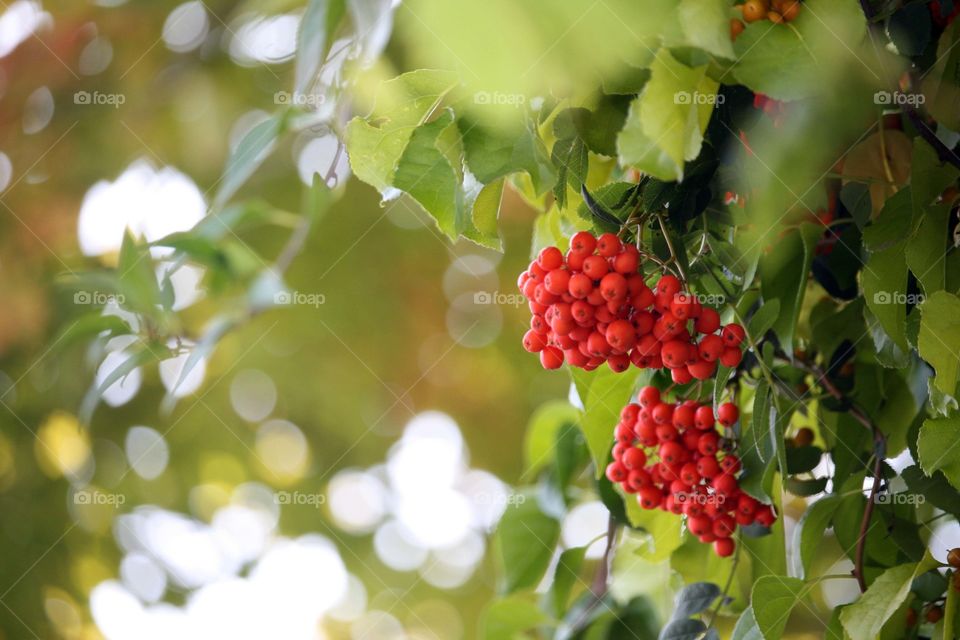 Clusters of rowan in fall