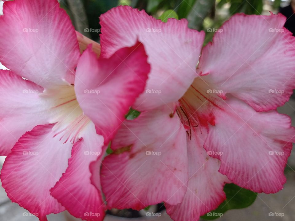 Beautiful Flowers