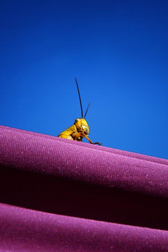hello yellow