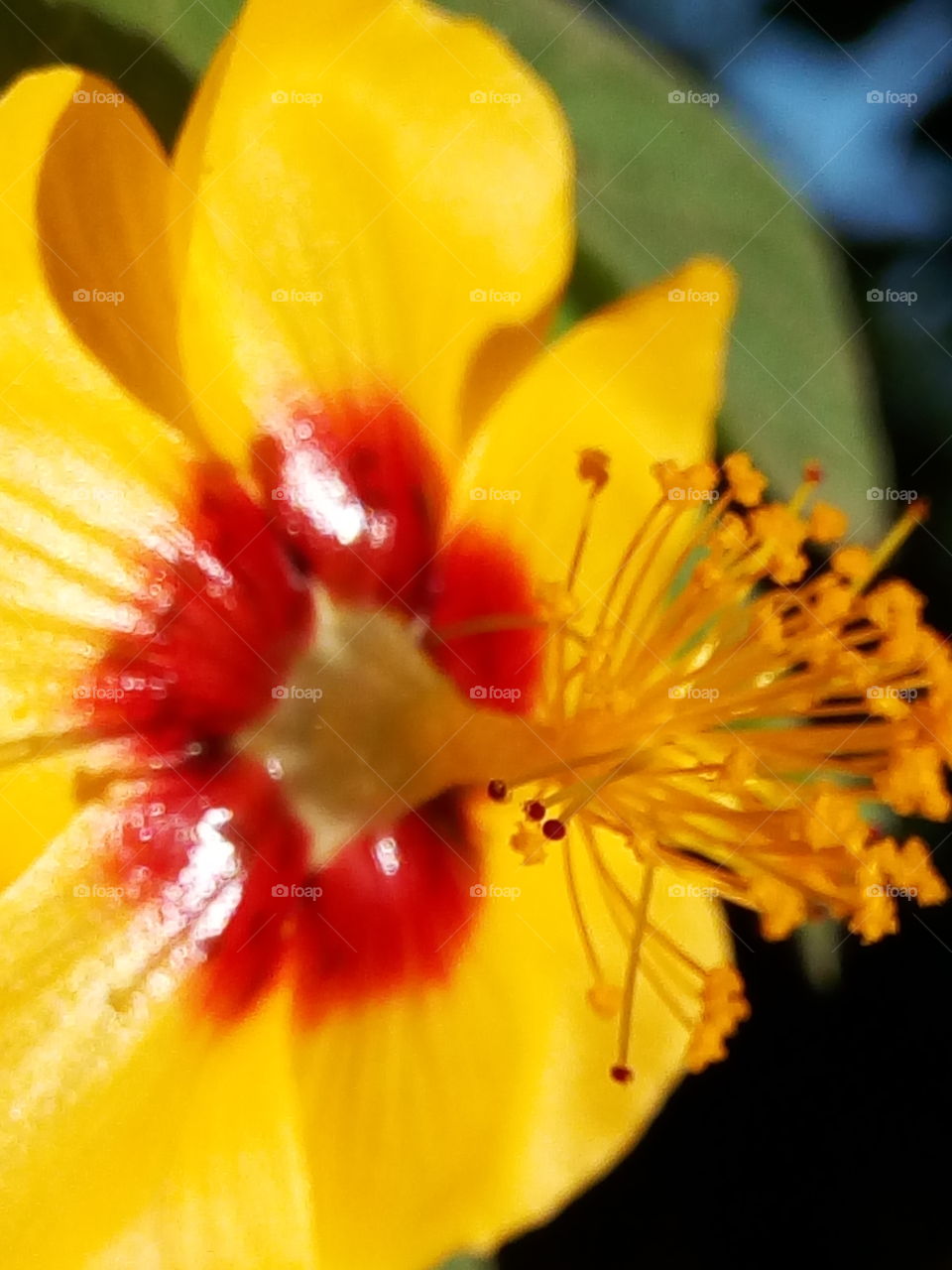 Flower, No Person, Nature, Leaf, Garden