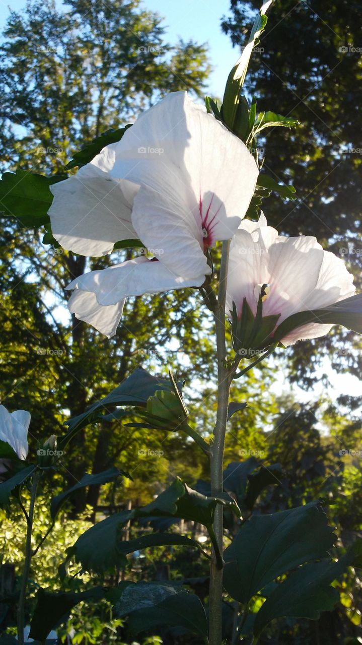 Flower, Nature, Flora, Leaf, Garden