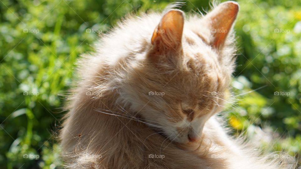 Cute, Animal, Fur, Nature, Cat